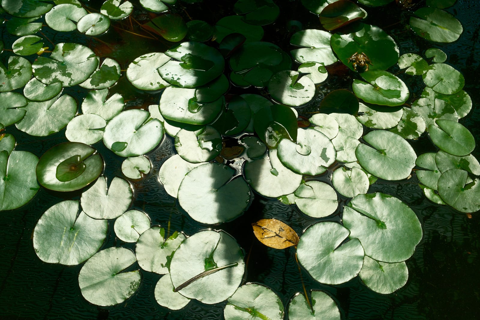 Jardin Botanica