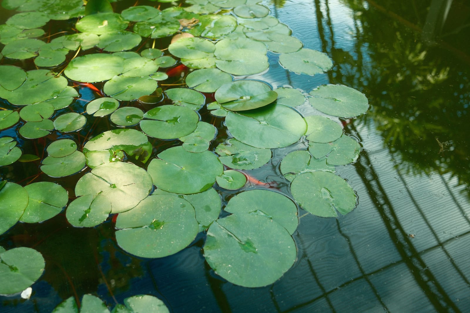 Jardin Botanica