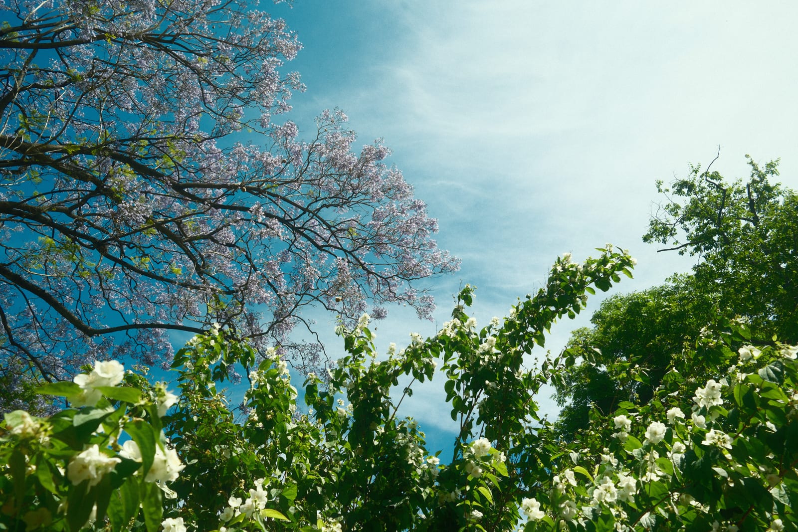 Jardin Botanica